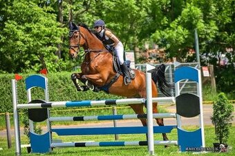 Prodám  valacha ČT ,