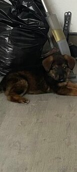 Labrador s vlčákem