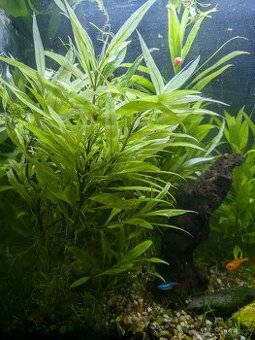 AKVARIJNÍ KYTKA - HYDROPHILA SIAMENSIS (MOKŘANKA)