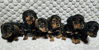 Jezevčík - štěňátka - 1