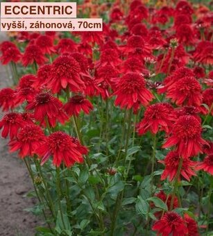 echinacea, třapatka