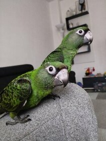 Papoušek konžský