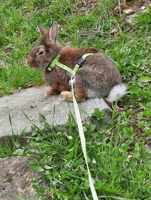 Zakrslý králík a morče