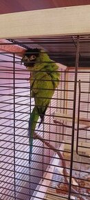 Prodám papouška i skleci - 1
