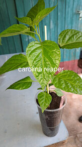 Chilli semínka 7 druhů, Car.Reaper,Trin. Scorp. Moruga a jin - 1