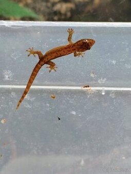 Lepidodactylus lugubris/ gekon panenský