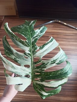Monstera albo variegata SLEVA