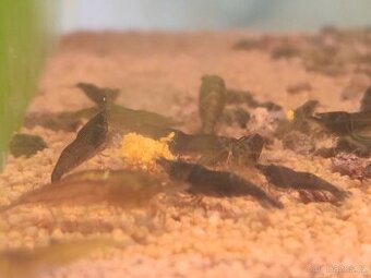 Neocaridina green jade
