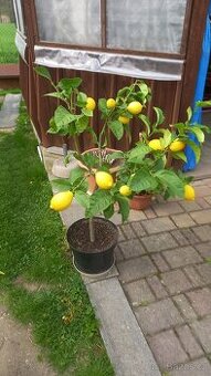 Citron