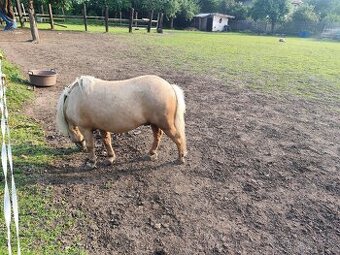Minishetland pony