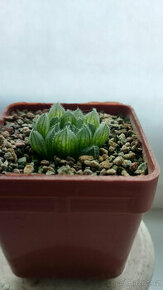 Haworthia cooperi var. Gordoniana 'Zuurbron' ( sukulent )
