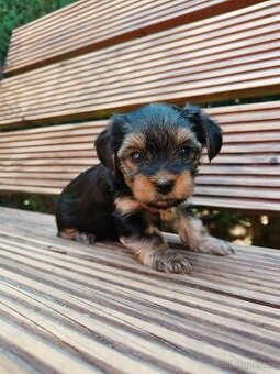 🐾 Yorkshire teriér štěňátka – holčička a chlapeček