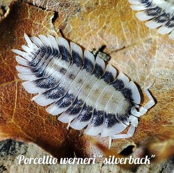❤️Obrovská sbírka isopod