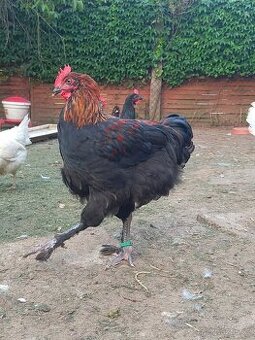 Marans kohouti