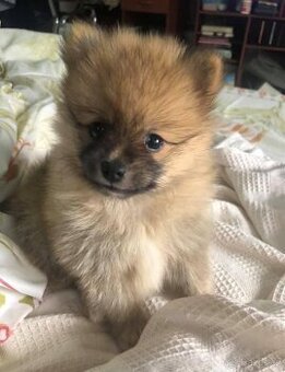 Pomeranian Mini