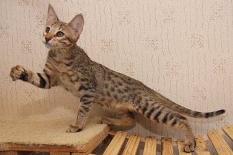 Savannah kotatka F5