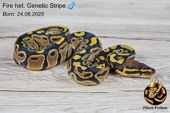 Krajta královská Normal Het Genetic Stripe (Plzeň)