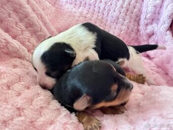 Jorkširský teriér-REZERVACE💕-mini fenečky