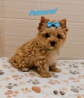 Golddust Yorkshire Terier