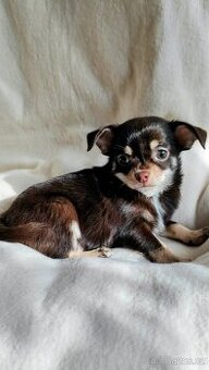 Čivava krátkosrstá