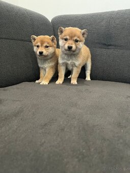 Shiba inu, šiba inu