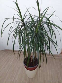 Dracena
