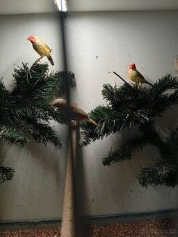 Astrild rakosní, rakosnik