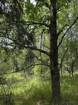 Prodám pozemky v k.ú. Labutice