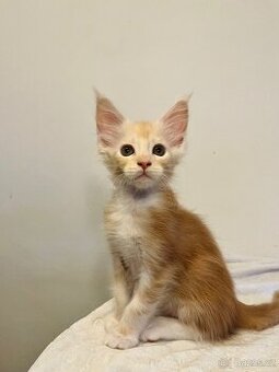 Mainská mývalí bez PP