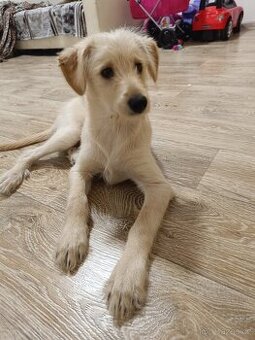 Štěňátko kříženec