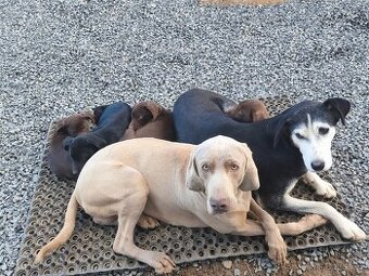 Pejsek pro rodinný život