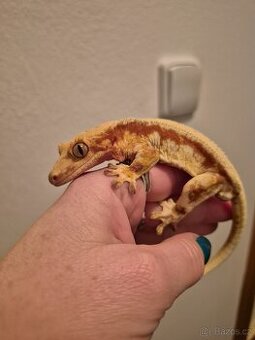 Pagekon řasnatý - samec