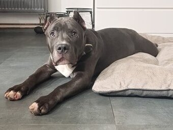 American Bully XL originální původní krev rodokmen ABKC USA