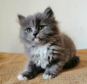 Sibiřská koťátka bez PP
