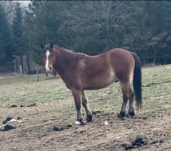Pony