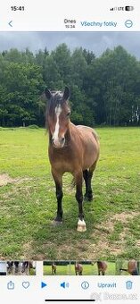 Pony