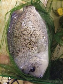 Vieja argentea, Nandopsis tetracanthus, Astronotus ocellatus - 1