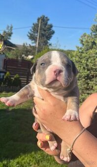 Štěňátko American Bully