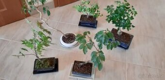 5 X Bonsai