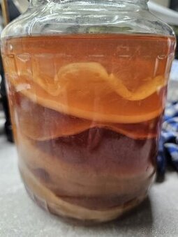 Kombucha