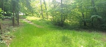 Prodej lesa u Staříče, celý, nebo na na části - od 5.000m2.