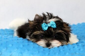 biewer yorkshire terrier s PP- Ginno