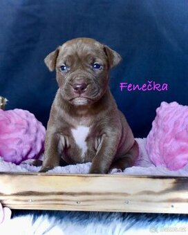 Apbt s PP