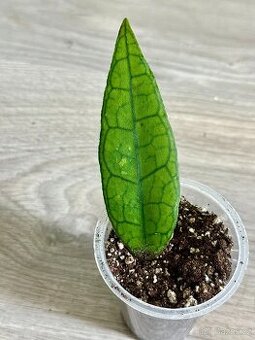 Hoya Finlasonii