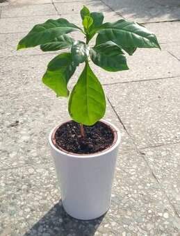 Kávovníku arabského (Coffea arabica), mladé semenáčky