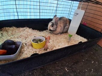 Králík