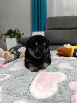 Shiba inu šteniatka
