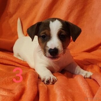 Jack Russell teriér, dvě štěňátka,chlapečci