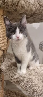 Krásná britská kočička modrobílá