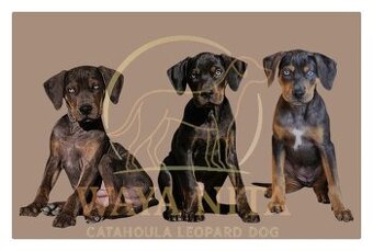 Louisianský leopardí pes